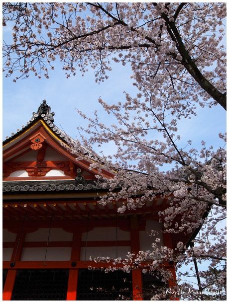 京都、春色々_a0114060_22535568.jpg