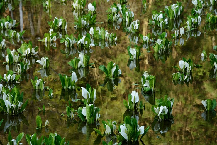 秩父 荒川水芭蕉園_f0222161_85521.jpg