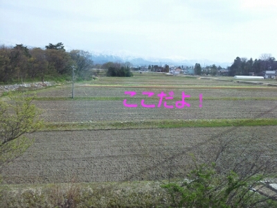 富山地鉄の花便り2013@チューリップと菜の花_a0243562_724056.jpg