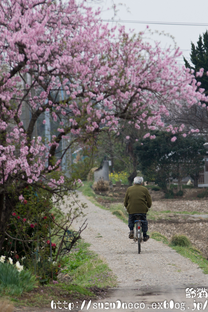 散策路の桜 その4(最後)_a0248663_7474360.jpg