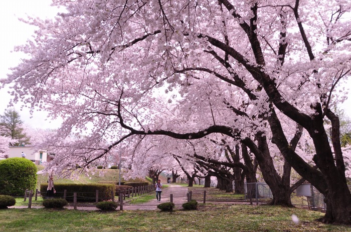 【再掲】 藤助の水で育つ桜 in 蟹沢水道公園_c0048667_12572867.jpg