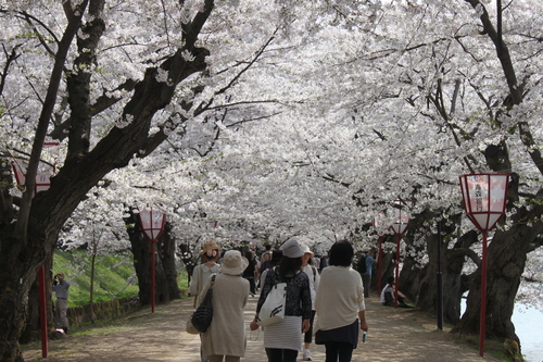 2013弘前公園サクラ開花予想（第4回）_d0131668_2146723.jpg