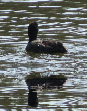 b0149071_16152537.gif