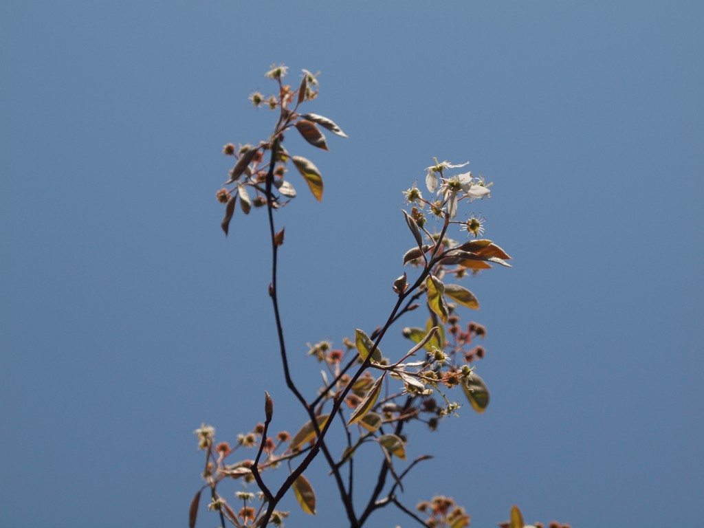 『采振木（ザイフリボク）の花散り行きて・・・・・』_d0054276_2154864.jpg