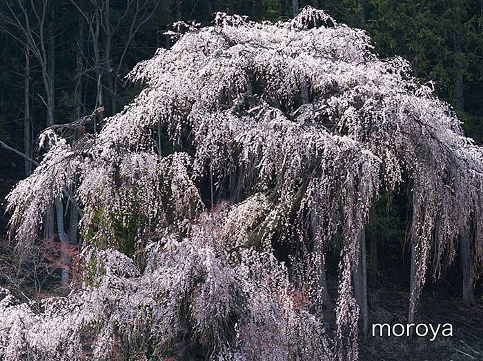 撮影日記〜安曇野の枝垂桜_c0085877_6532780.jpg