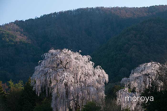 撮影日記〜安曇野の枝垂桜_c0085877_654737.jpg