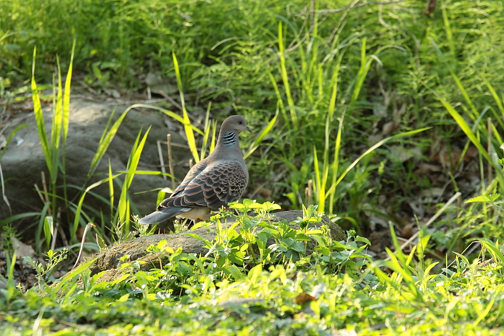 キジが飛んだ！　　－　春の鳥さんたち　－_e0249878_22422355.jpg