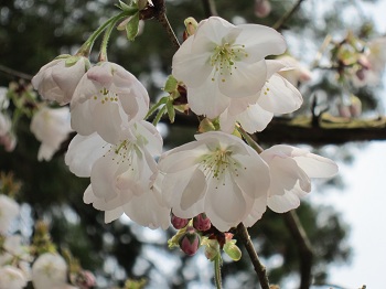 安居寺のしだれ桜_a0075779_1571970.jpg