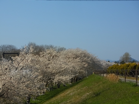 伊吹山ドライブウェイヒルクライム2013に参加しました_e0201281_5272169.jpg