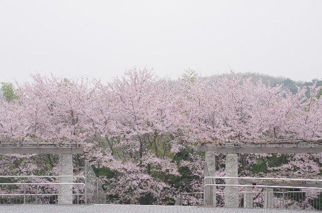 SAKURA 桜 #photograf #japan #pentax _e0313888_22254693.jpg