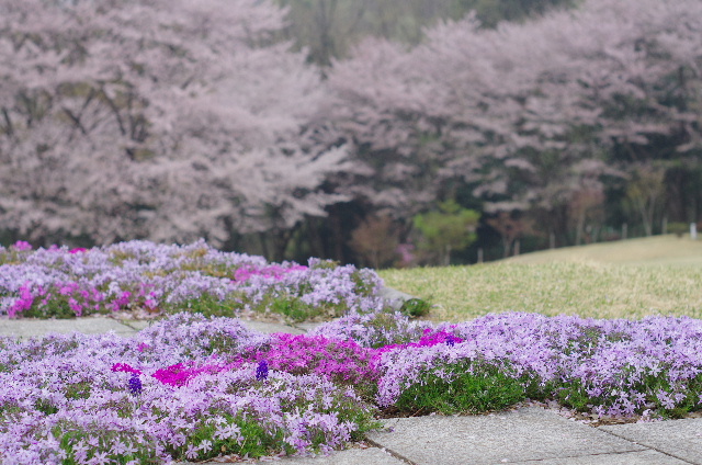SAKURA 桜 #photograf #japan #pentax _e0313888_22295016.jpg