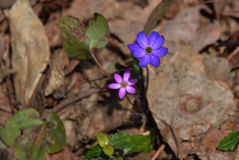 b0078795_8355539.jpg