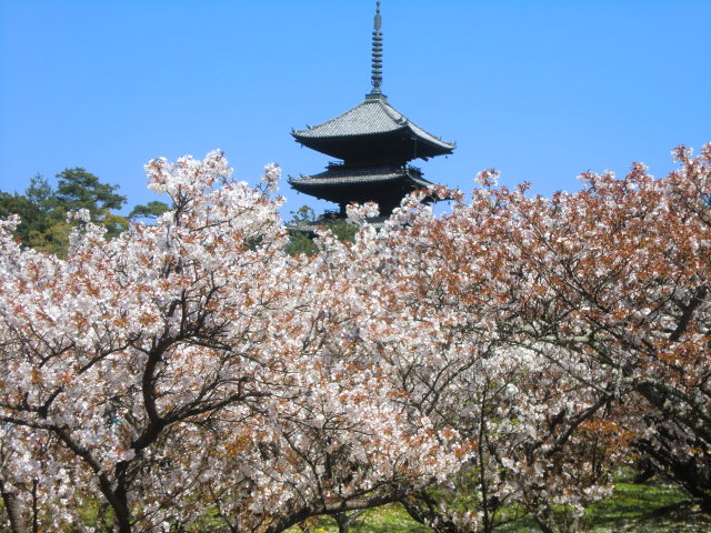 京都・仁和寺の御所桜を見る。今年最後の桜_b0044296_10115.jpg