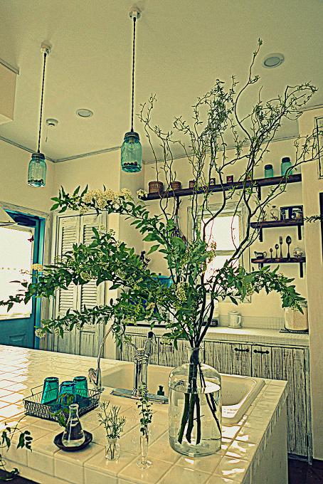 柳 雲竜柳 ドラゴン柳 サンゴミズキ 雲竜柳 ドラゴンヤナギ : haku