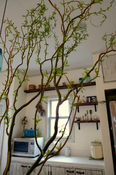 ドラゴン柳　サンゴミズキ　雲竜柳 柳 雲竜柳 ドラゴン柳 サンゴミズキ 雲竜柳 ドラゴンヤナギ : haku