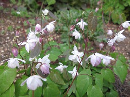 c0117898_22341330.jpg