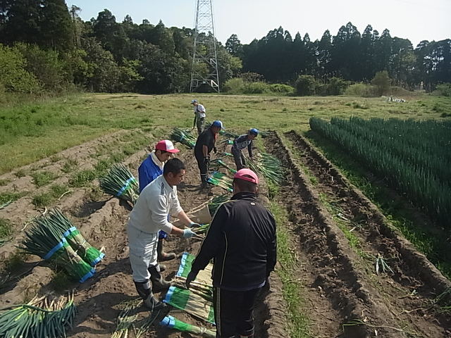 水稲育苗管理と葱農家のお手伝い_e0270198_16423515.jpg