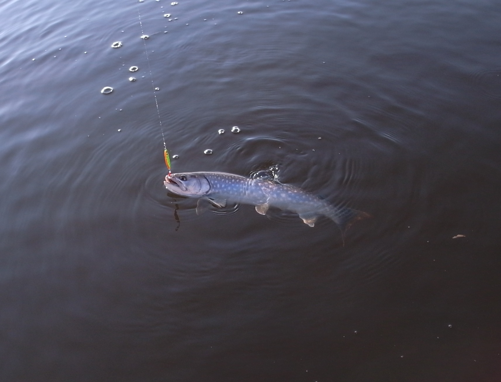 2013 春の釣り②〜別寒辺牛川編〜_a0141504_1412581.jpg