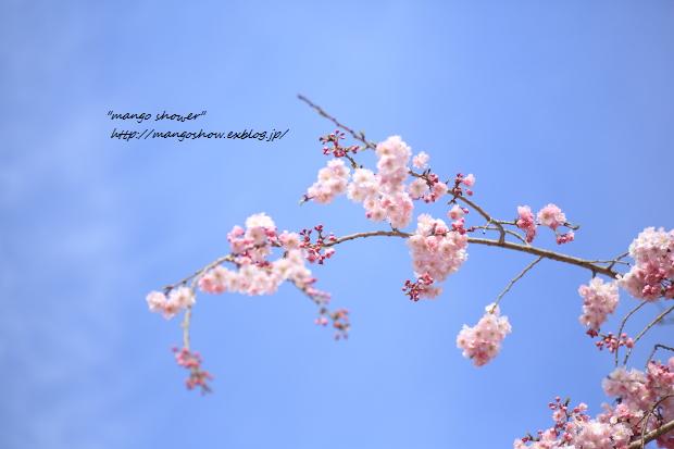 桜空 Mango Shower 桜空 Mango Shower