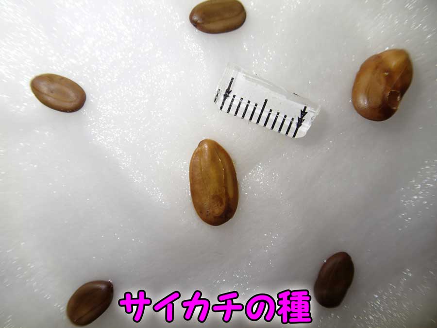 e0253104_21574680.jpg