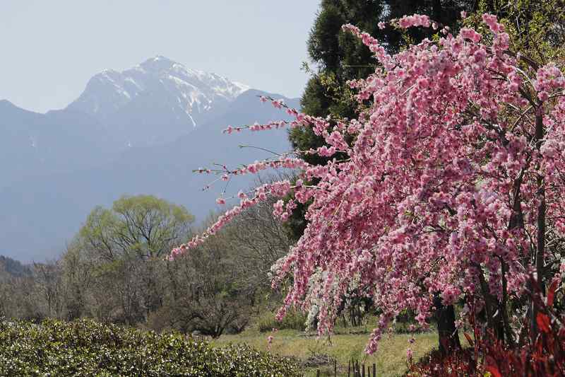 桜を追掛けて北に～②_a0188405_5425717.jpg