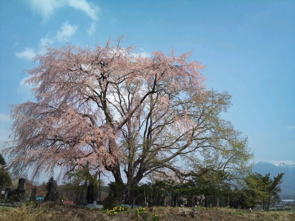 田端しだれ桜_e0183106_1116226.jpg