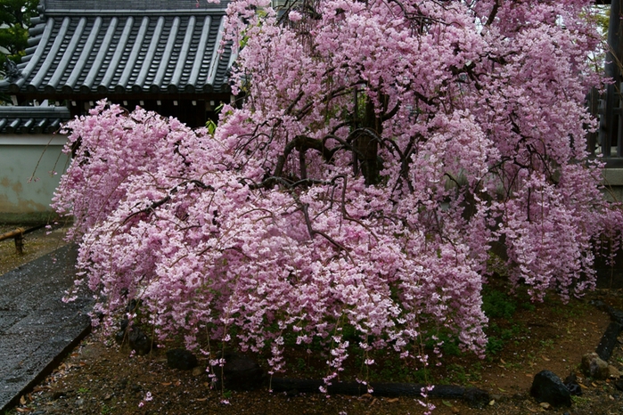 上品蓮台寺_e0177413_6172835.jpg