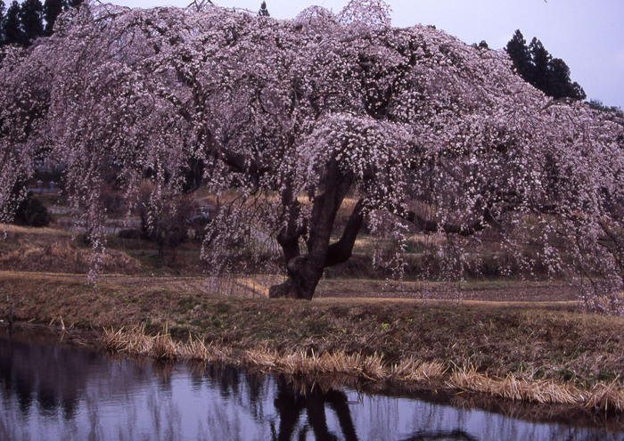 花園の枝垂れ桜 福島県東白川郡棚倉町 日々の風景 花園の枝垂れ桜 福島県東白川郡棚倉町 日々の風景