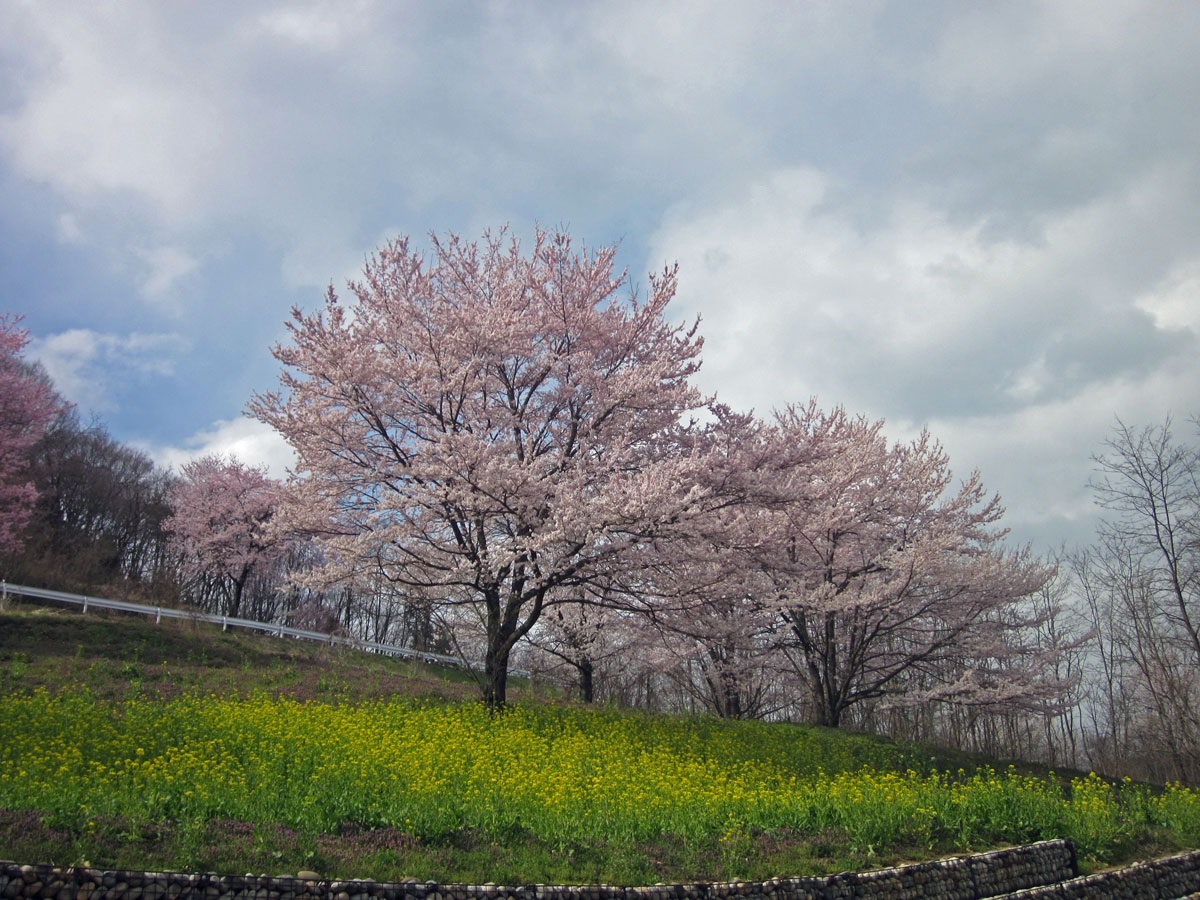 桜咲く_e0114815_112382.jpg