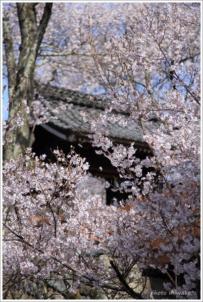 SAKURA＠高遠城址①_b0260319_6493787.jpg