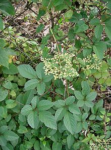 a0279321_14125092.jpg