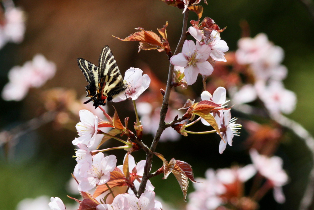 20130414　越中・越後の散歩道：桜とギフチョウ_d0090322_2154530.jpg