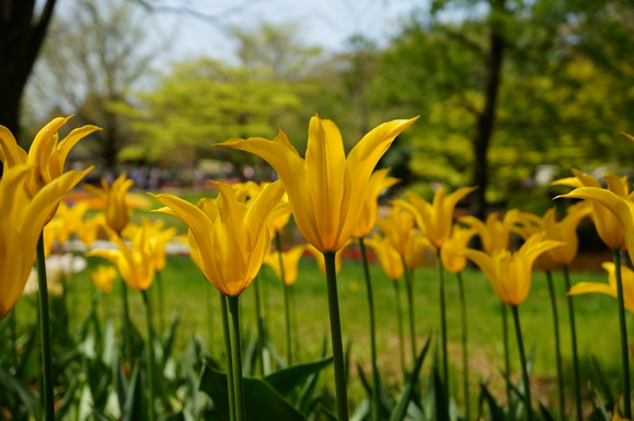 めっきり春の公園_b0129829_22471245.jpg