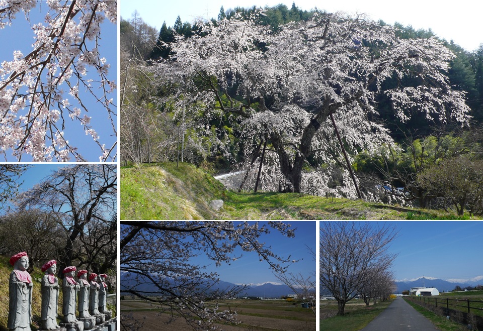 池田町 ご近所の桜情報_a0212730_19442757.jpg