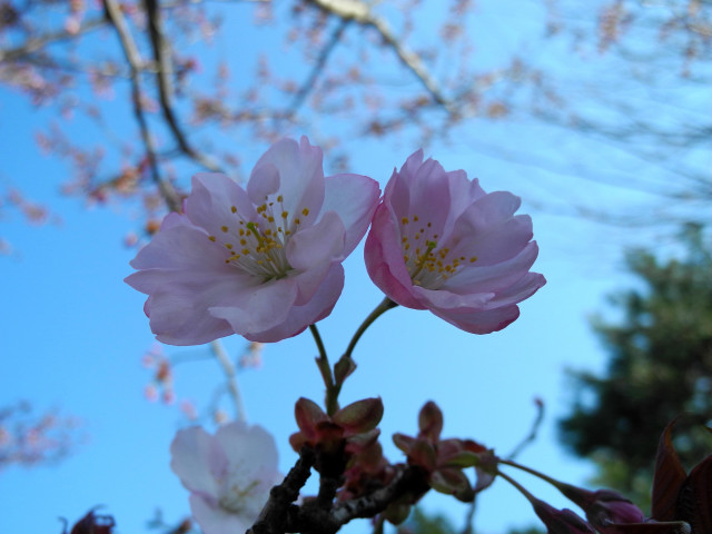 黒田百年桜_c0077431_21321038.jpg