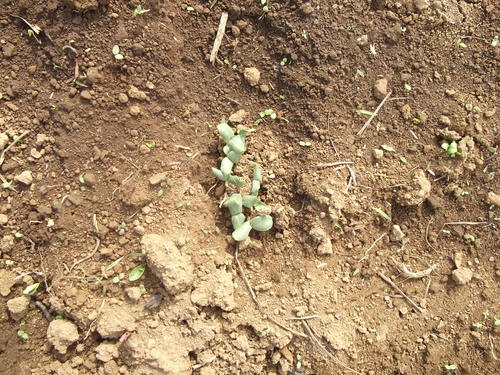 レタスの苗が成長...今週末に植え付けます。_b0137932_20562915.jpg