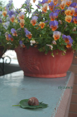 a0143435_13552510.gif
