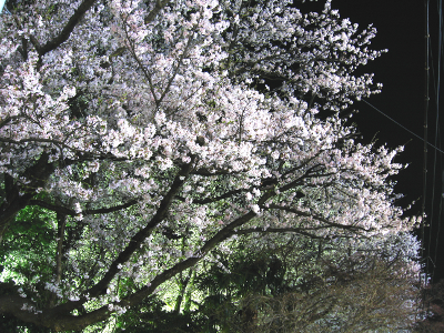 夜桜撮影してきました(^o^)_f0182936_22505477.png