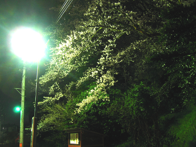 夜桜撮影してきました(^o^)_f0182936_22511395.png