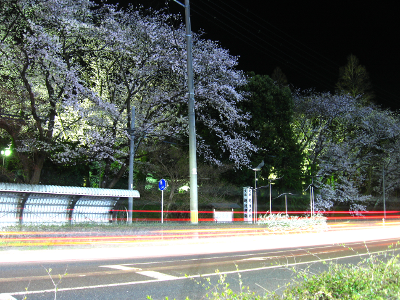 夜桜撮影してきました(^o^)_f0182936_22543183.png