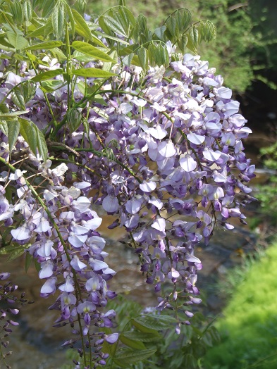 藤の花が満開になりました 油絵画家 永月水人のart life 藤の花が満開になりました 油絵画家 永月水人のart life