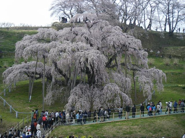 千本桜と滝桜_e0146841_22463320.jpg