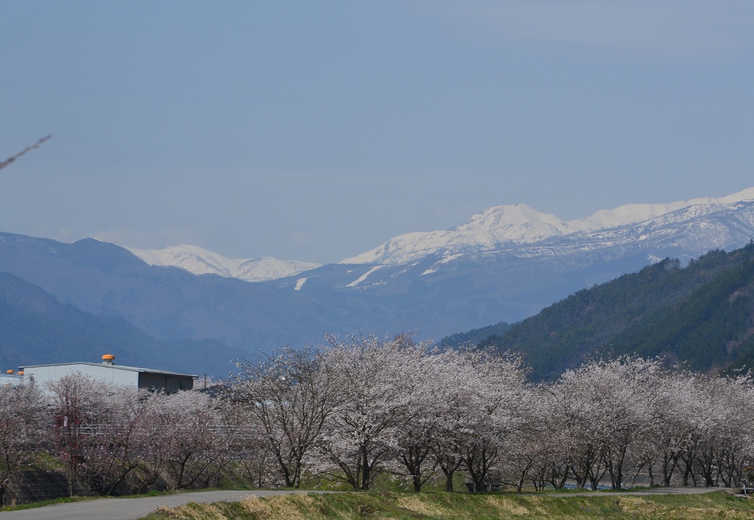 長良川鉄道の車窓から見た桜。_a0055650_21233067.jpg