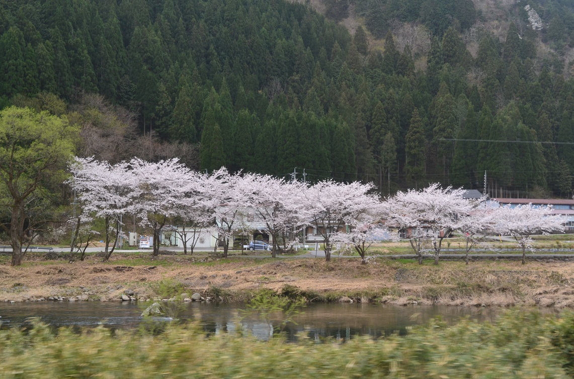 長良川鉄道の車窓から見た桜。_a0055650_21274558.jpg