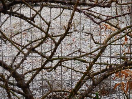 今年は降りますネ～雪！_d0118050_2056580.jpg