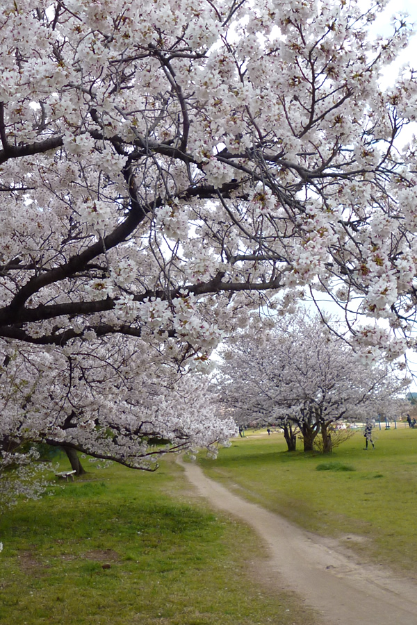 武庫川湖畔の「桜」_f0190950_10562131.jpg