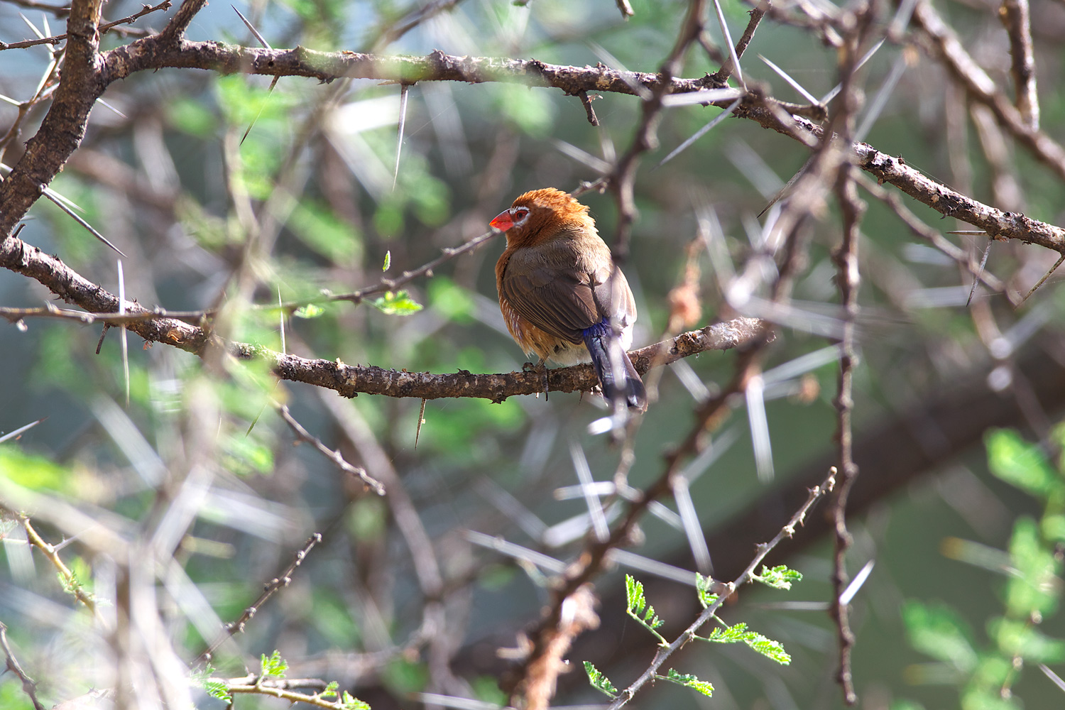 ムラサキトキワスズメ（Purple Grenadier）_d0013455_142965.jpg