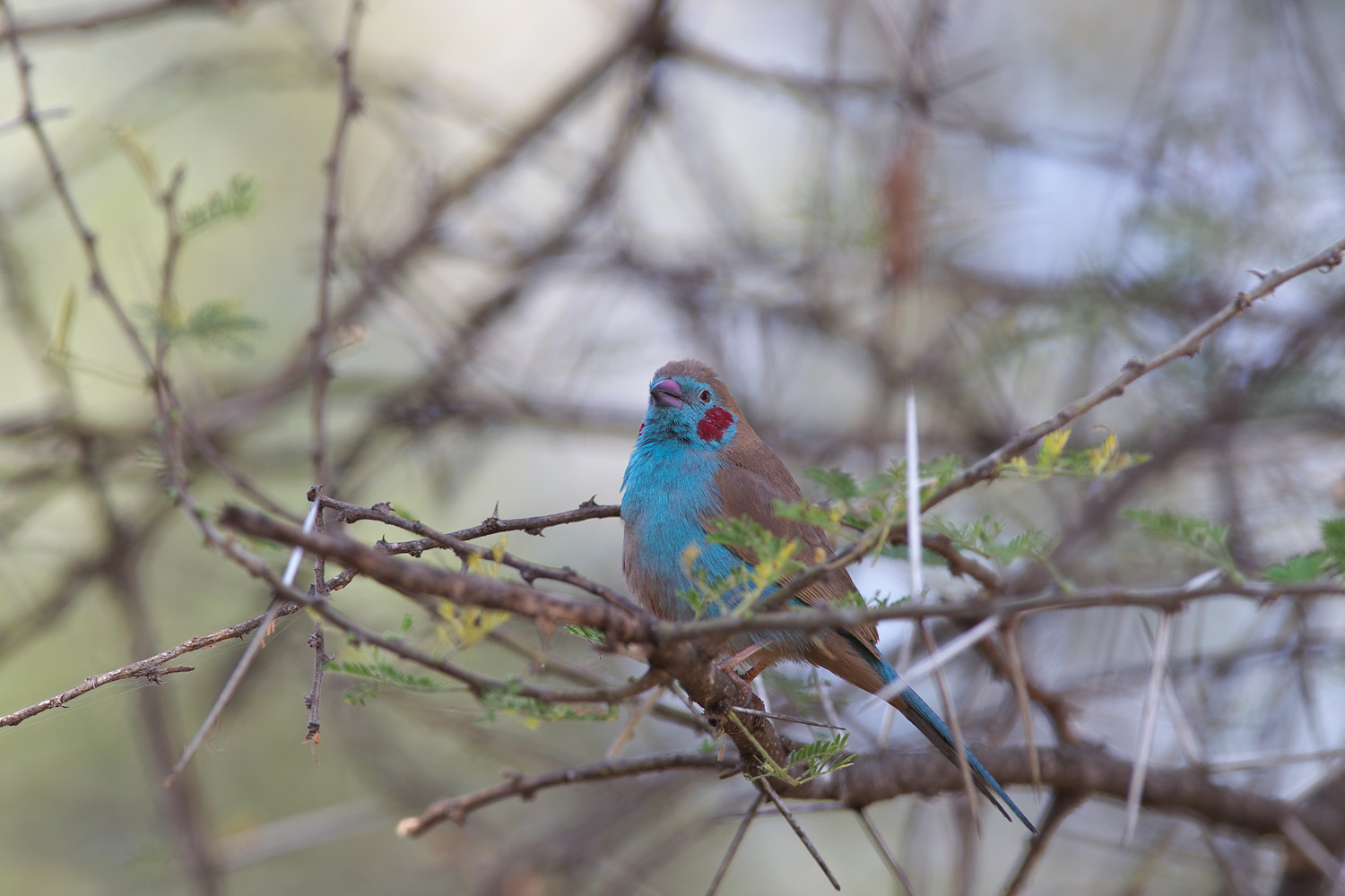 セイキチョウ Red Cheeked Cordon Bleu ぼちぼち と 野鳥大好き O