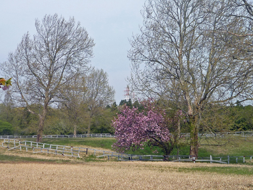 b0045357_852125.jpg