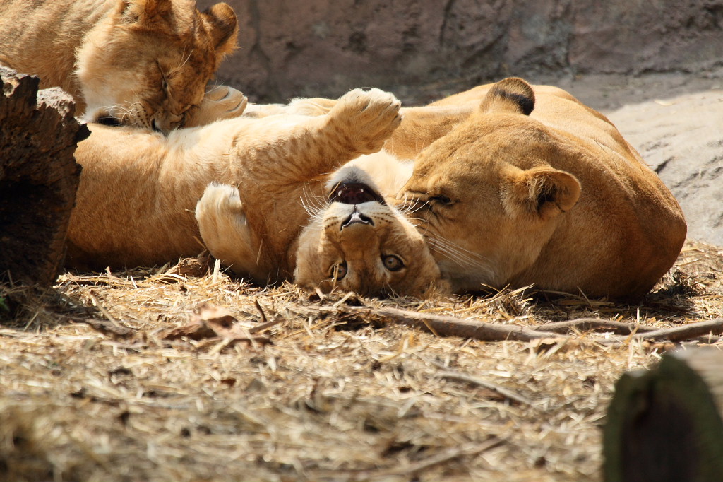 【希少】GINZA WAKO ライオン親と子 希少】GINZA WAKO ライオン親と子 親子のライオンを。 Done by